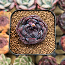 Echeveria 'Black Wine' 1"-2" Succulent Plant Cutting