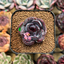 Echeveria 'Black Wine' 1"-2" Succulent Plant Cutting