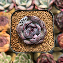 Echeveria 'Black Wine' 1"-2" Succulent Plant Cutting