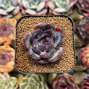 Echeveria 'Black Wine' 1"-2" Succulent Plant Cutting