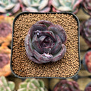 Echeveria 'Black Wine' 1"-2" Succulent Plant Cutting