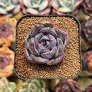 Echeveria 'Black Wine' 1"-2" Succulent Plant Cutting