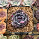 Echeveria 'Black Wine' 1"-2" Succulent Plant Cutting