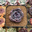 Echeveria 'Black Wine' 1"-2" Succulent Plant Cutting