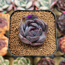 Echeveria 'Black Wine' 1"-2" Succulent Plant Cutting