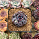 Echeveria 'Black Wine' 1"-2" Succulent Plant Cutting