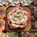 Echeveria 'Pink Champaign' 2" Succulent Plant Cutting