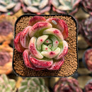 Echeveria 'Pink Champaign' 2" Succulent Plant Cutting