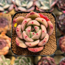 Echeveria 'Pink Champaign' 2" Succulent Plant Cutting