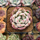 Echeveria 'Pink Champaign' 2" Succulent Plant Cutting