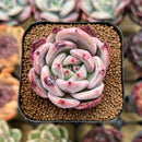 Echeveria 'Pink Champaign' 2" Succulent Plant Cutting
