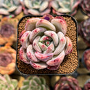 Echeveria 'Pink Champaign' 2" Succulent Plant Cutting