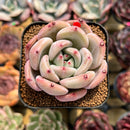 Echeveria 'Pink Champaign' 2" Succulent Plant Cutting