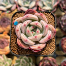 Echeveria 'Pink Champaign' 2" Succulent Plant Cutting