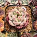 Echeveria 'Pink Champaign' 2" Succulent Plant Cutting