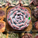 Echeveria 'Horizon' 2" Succulent Plant Cutting
