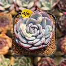 Echeveria 'Horizon' 2" Succulent Plant Cutting