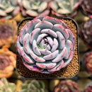 Echeveria 'Horizon' 2" Succulent Plant Cutting