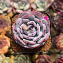 Echeveria 'Horizon' 2" Succulent Plant Cutting