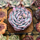 Echeveria 'Horizon' 2" Succulent Plant Cutting