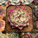 Echeveria 'Sualeu' 1"-2" Succulent Plant Cutting