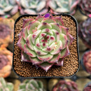 Echeveria 'Sualeu' 1"-2" Succulent Plant Cutting