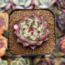 Echeveria 'Sualeu' 1"-2" Succulent Plant Cutting
