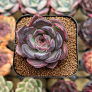 Echeveria 'Purple Wine' 2" Succulent Plant Cutting