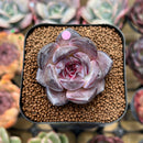 Echeveria 'Odette' 1" Succulent Plant Cutting