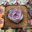 Echeveria 'Odette' 1" Succulent Plant Cutting