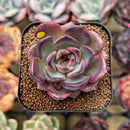 Echeveria 'Purple Wine' 2" Succulent Plant Cutting