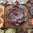 Echeveria 'Purple Wine' 2" Succulent Plant Cutting