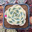 Echeveria 'Compton Carousel' 2" Succulent Plant Cutting