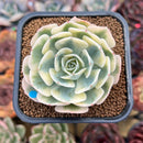 Echeveria 'Compton Carousel' 2" Succulent Plant Cutting