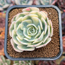 Echeveria 'Compton Carousel' 2" Succulent Plant Cutting