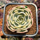 Echeveria 'Compton Carousel' 2" Succulent Plant Cutting