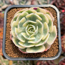 Echeveria 'Compton Carousel' 2" Succulent Plant Cutting