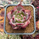 Echeveria 'Elly Shabo' 1"-2" Succulent Plant Cutting