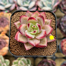 Echeveria 'Elly Shabo' 1"-2" Succulent Plant Cutting