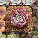 Echeveria 'Elly Shabo' 1"-2" Succulent Plant Cutting