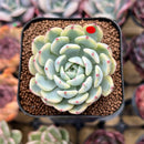 Echeveria 'Minima' Variegated 1" Succulent Plant Cutting