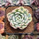 Echeveria 'Minima' Variegated 1" Succulent Plant Cutting