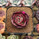 Echeveria 'Albany' 1"-2" Succulent Plant Cutting