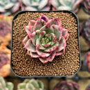 Echeveria 'Leopard' Silver Variegated 1" Succulent Plant Cutting