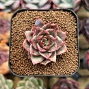 Echeveria 'Leopard' Silver Variegated 1" Succulent Plant Cutting
