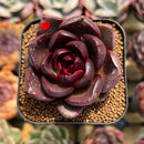 Echeveria 'MiuMiu' 2" New Hybrid Succulent Plant Cutting