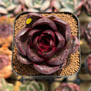 Echeveria 'MiuMiu' 2" New Hybrid Succulent Plant Cutting
