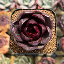 Echeveria 'MiuMiu' 2" New Hybrid Succulent Plant Cutting