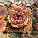 Echeveria sp. 2" Succulent Plant Cutting