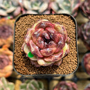 Echeveria sp. 2" Succulent Plant Cutting
